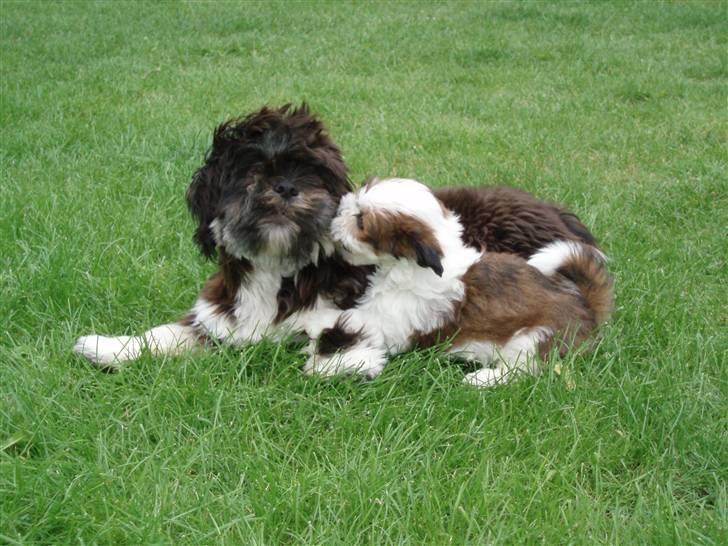 Lhasa apso Otto - Vi kan også lege? billede 10