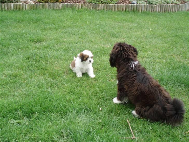 Lhasa apso Otto - Ok. Du er større, men jeg TROR jeg kan klare dig :-) billede 11