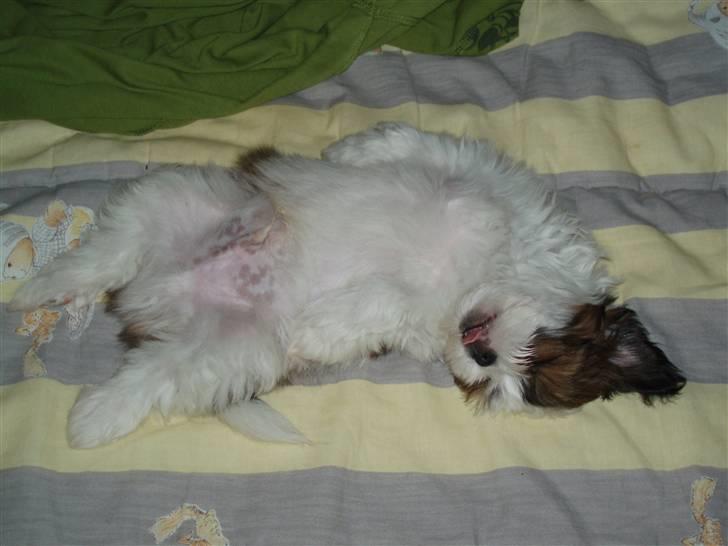 Lhasa apso Otto - Puha, det kan godt være hårdt at tumle med Lui :-) billede 12