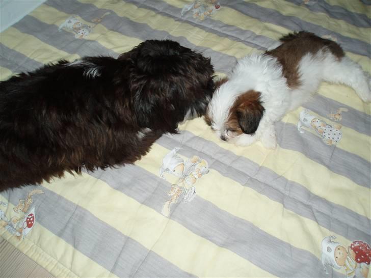 Lhasa apso Otto - Nå, du blev også træt? ;-) billede 13