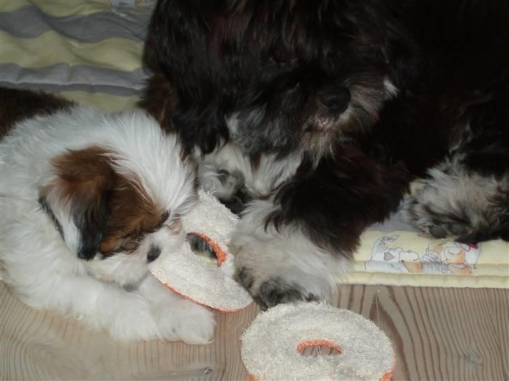 Lhasa apso Otto - Dejligt med en bror, til at holde tygge-legetøjet for sig! billede 14
