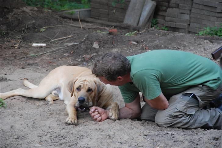 Broholmer Tjalfe - Det er vist hvad man forstår med samarb. billede 14