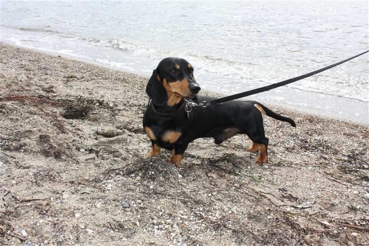 Gravhund Demitri - På stranden i Trend billede 12