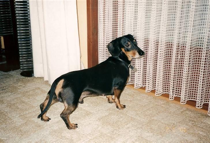 Gravhund Bølle  R.I.P. - Jeg vil godt ud nu....  billede 17