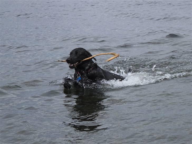 Labrador retriever Basse(Bastian) - 27/6 09: En rigtig labber ELSKER vand:-P billede 1