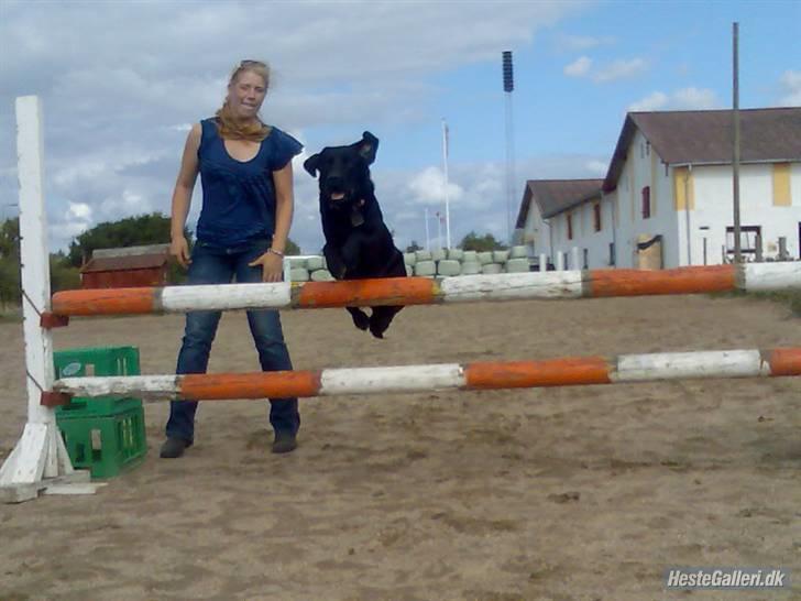 Labrador retriever Basse(Bastian) - 10/8 08´:Basse springe 90 cm:-D billede 2