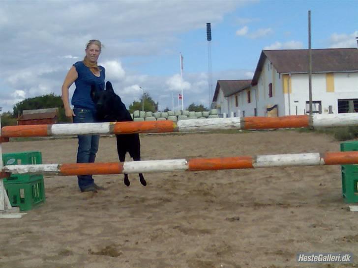 Labrador retriever Basse(Bastian) - Næsten 1 m:-D billede 3