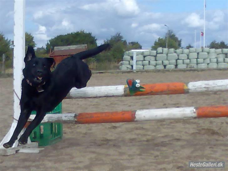 Labrador retriever Basse(Bastian) - Tjek hans pivdyr der flyver midt i det hele hehe;-D billede 4
