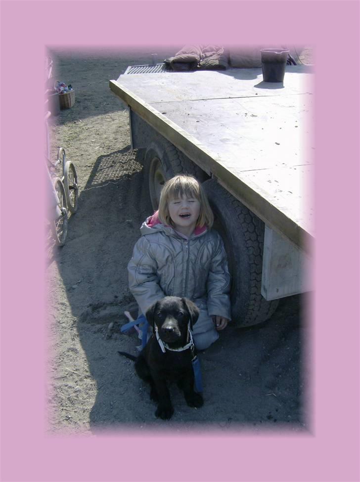 Labrador retriever Basse(Bastian) - Basse som 4 mdr sammen med min lillessøster til stævne i Slagelse billede 5