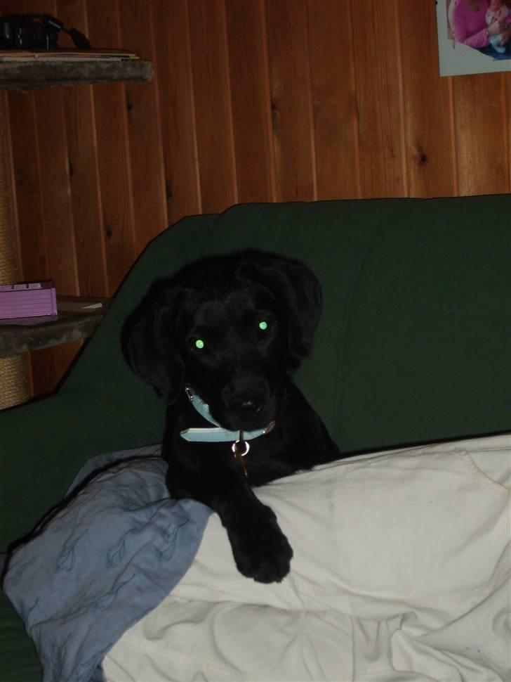 Labrador retriever Basse(Bastian) - En lille basse på bare 4 mdr... billede 6