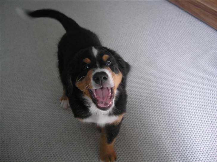 Berner sennenhund Elvis - Fjern så det kamera Nina. Jeg lå lige og sov 10 uger gammel billede 14