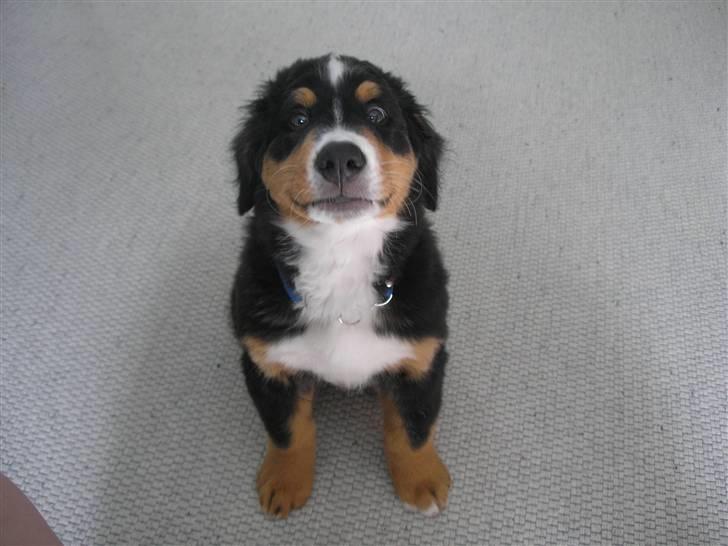 Berner sennenhund Elvis - Nuttet 10 uger gammel  billede 15