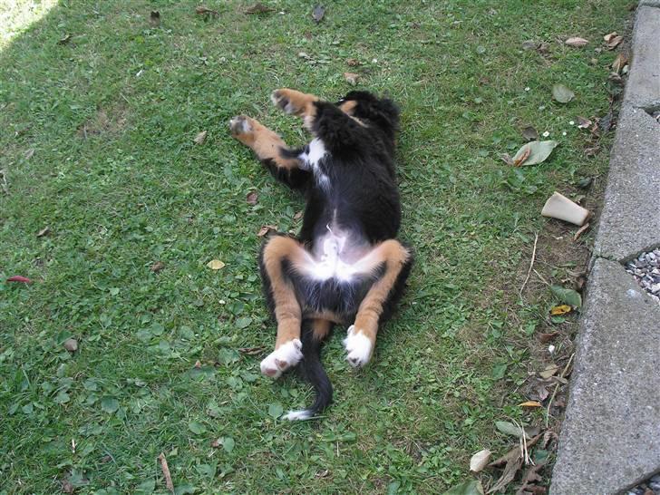 Berner sennenhund Elvis - =) 10 uger gammel  billede 16