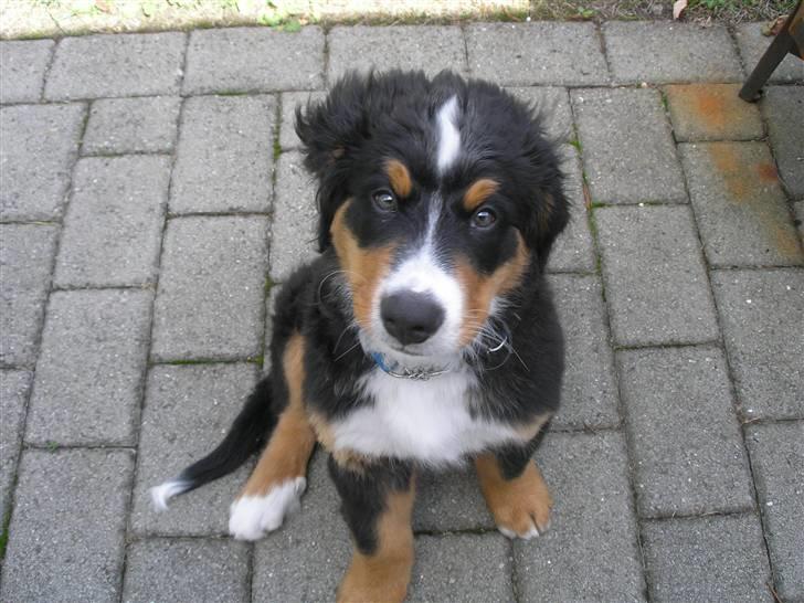 Berner sennenhund Elvis - Hvis jeg ser sød ud får jeg en kiks? :D  10 uger gammel  billede 17