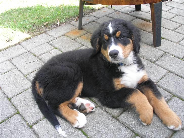 Berner sennenhund Elvis - Se hvor lækker jeg er!  Elvis 10 uger gammel billede 18