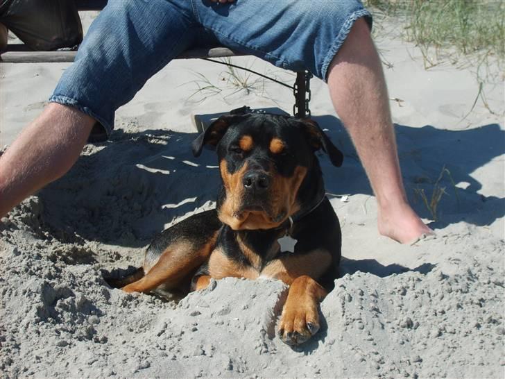 Blanding af racer BJØRN billede 20