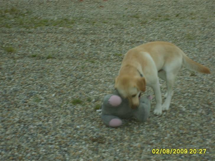 Labrador retriever Zippo (Gul Formel 1) billede 10