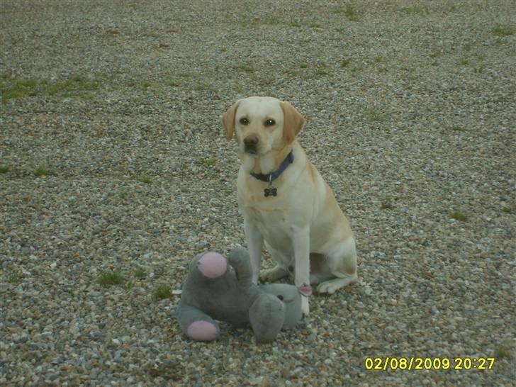 Labrador retriever Zippo (Gul Formel 1) billede 11