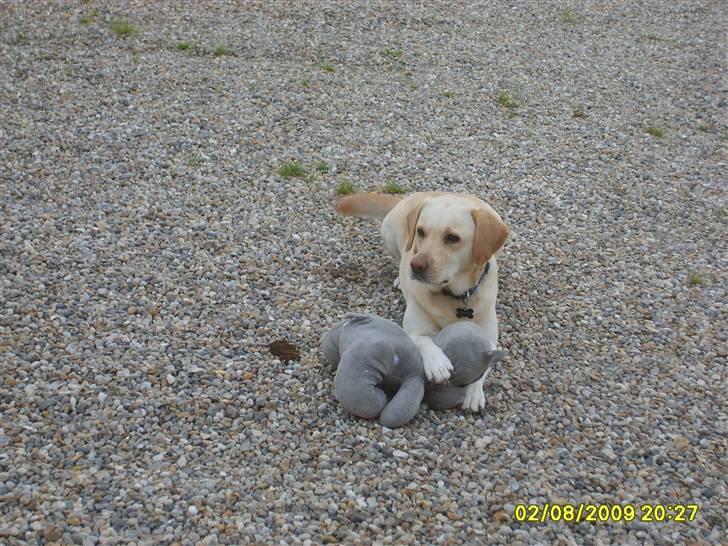 Labrador retriever Zippo (Gul Formel 1) billede 12