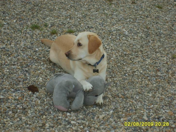 Labrador retriever Zippo (Gul Formel 1) billede 13