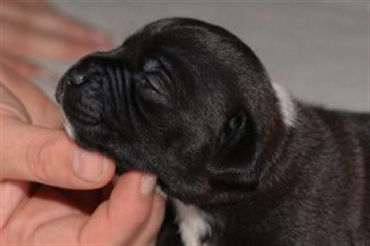 Staffordshire bull terrier AngelicStaff Magic Mollie - Se lige hvor dejlig jeg er :) billede 1