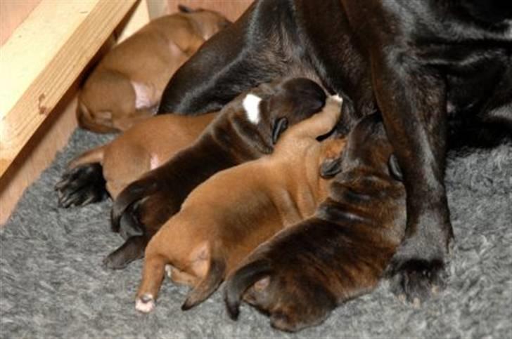 Staffordshire bull terrier AngelicStaff Magic Mollie - 13/07/08 --- 6 dage gammel :) billede 2