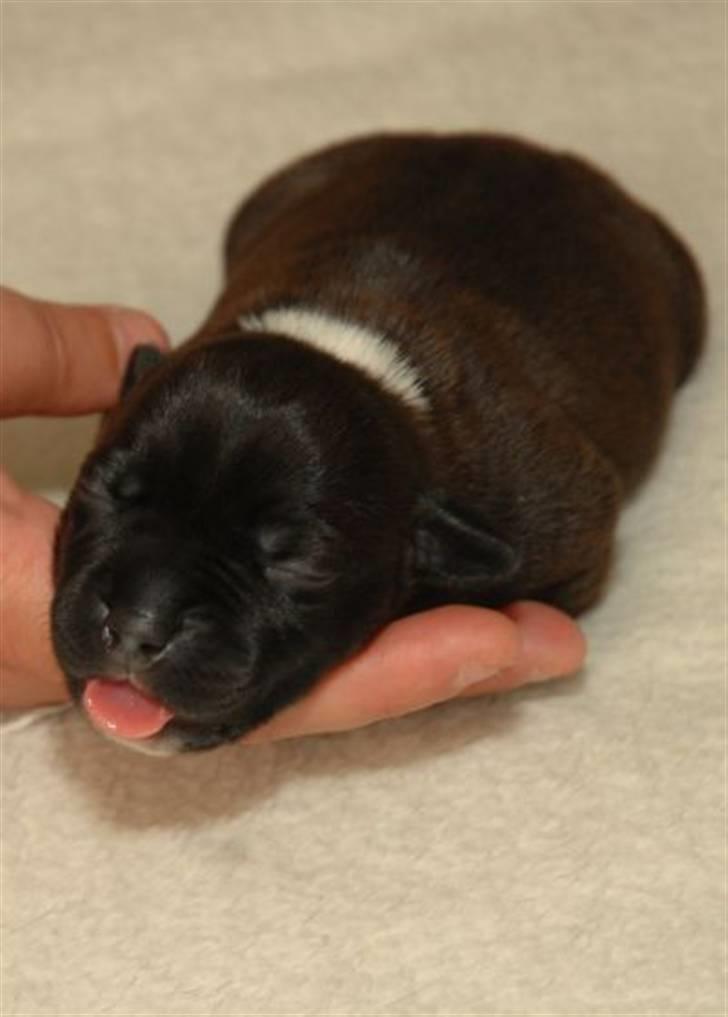 Staffordshire bull terrier AngelicStaff Magic Mollie - 13/07/08 --- 6 dage gammel :) billede 3