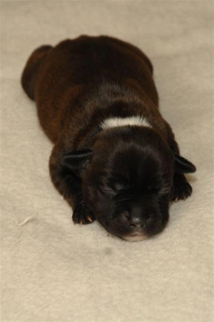 Staffordshire bull terrier AngelicStaff Magic Mollie - 13/07/08 --- 6 dage gammel :) billede 4