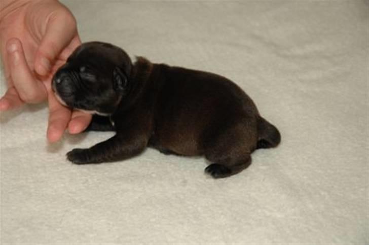 Staffordshire bull terrier AngelicStaff Magic Mollie - 13/07/08 --- 6 dage gammel :) billede 5