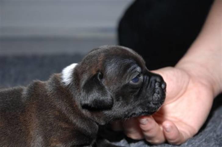 Staffordshire bull terrier AngelicStaff Magic Mollie - 2½uge billede 6