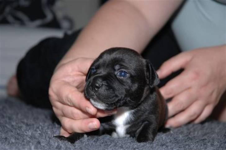 Staffordshire bull terrier AngelicStaff Magic Mollie - 2½uge --- Klar til udstilling :) billede 7