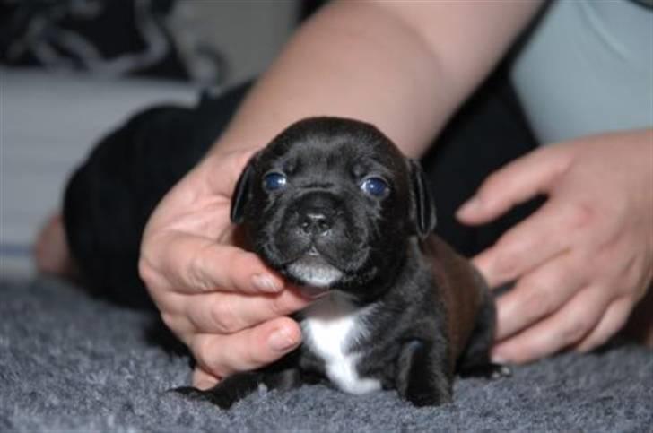 Staffordshire bull terrier AngelicStaff Magic Mollie - 2½uge --- Klar til udstilling :) billede 8
