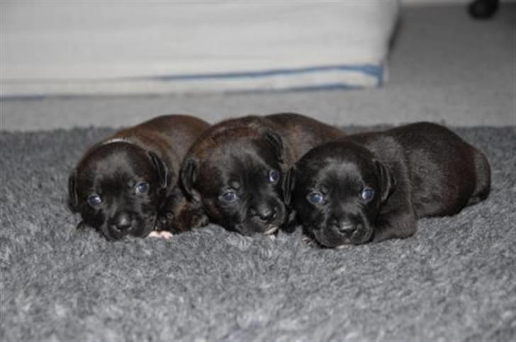 Staffordshire bull terrier AngelicStaff Magic Mollie - 2½uge --- Mig prinsessen til venstre :) billede 9