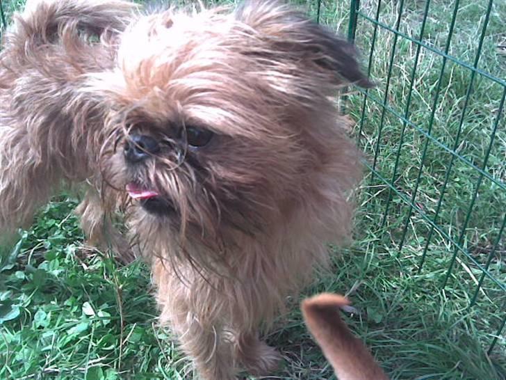 Griffon bruxellois rasmus billede 1