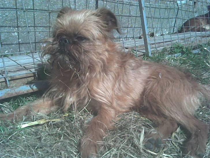 Griffon bruxellois rasmus billede 2