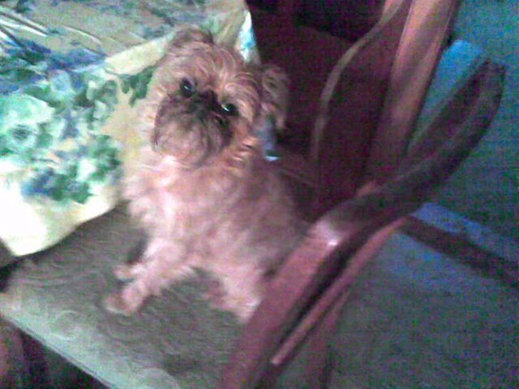 Griffon bruxellois rasmus billede 3