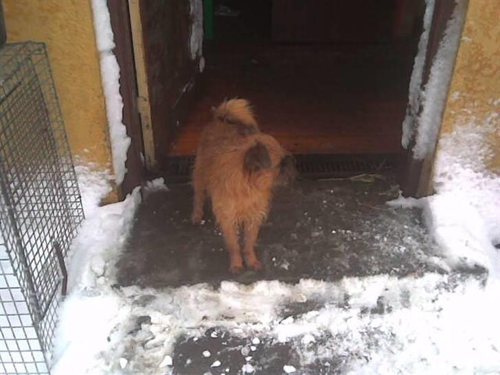 Griffon bruxellois rasmus billede 4