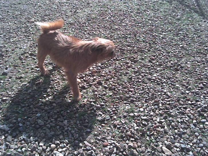 Griffon bruxellois rasmus billede 5