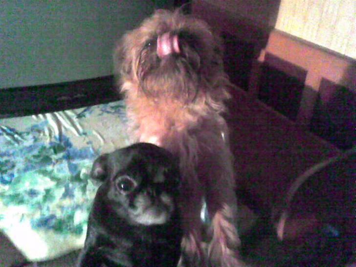 Griffon bruxellois rasmus billede 6