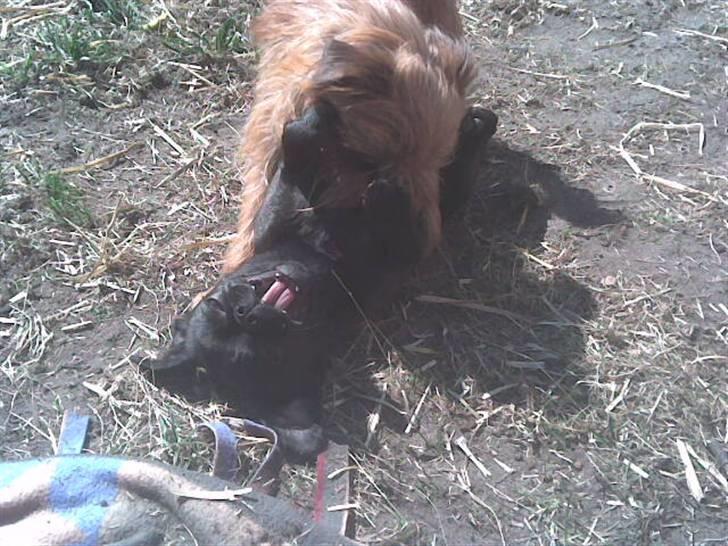 Griffon bruxellois rasmus billede 7