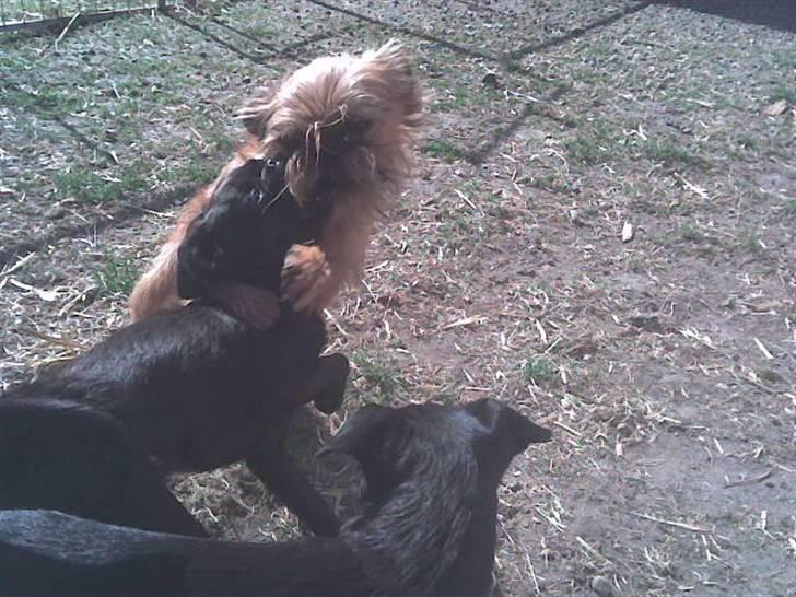 Griffon bruxellois rasmus billede 8