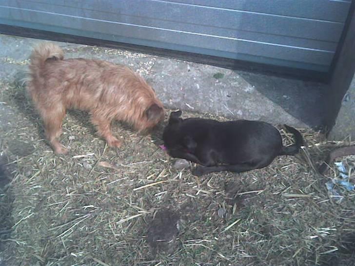 Griffon bruxellois rasmus billede 9