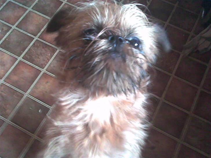 Griffon bruxellois rasmus billede 10