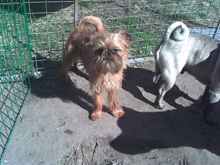 Griffon bruxellois rasmus billede 11