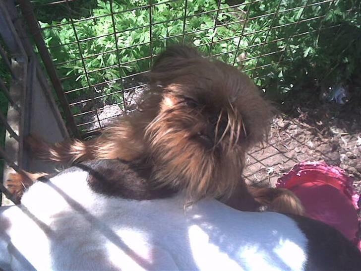 Griffon bruxellois rasmus billede 12