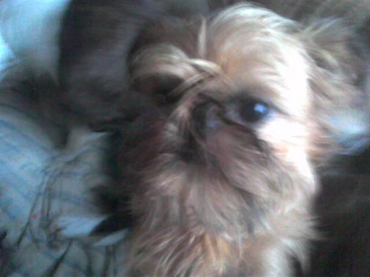 Griffon bruxellois rasmus billede 13