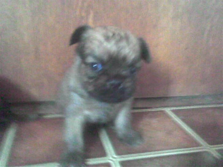 Griffon bruxellois rasmus billede 14