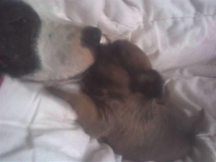 Griffon bruxellois rasmus billede 15