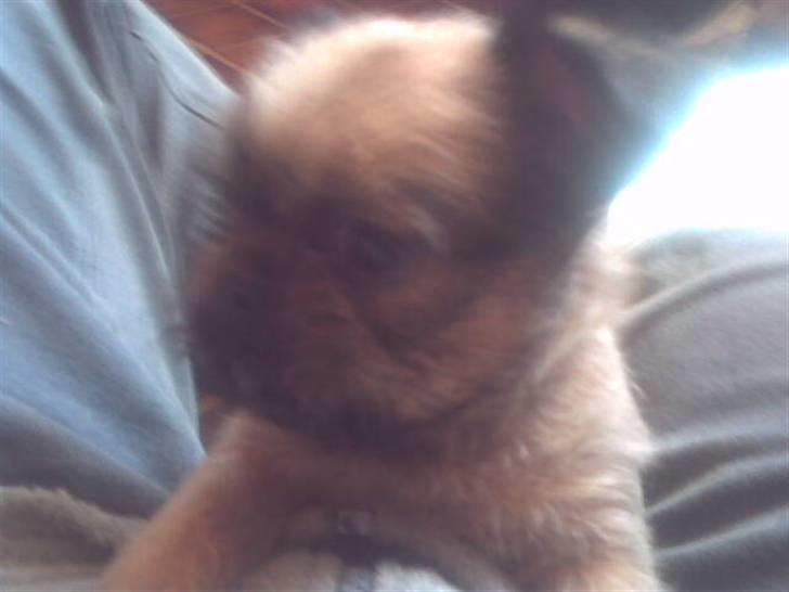 Griffon bruxellois rasmus billede 16