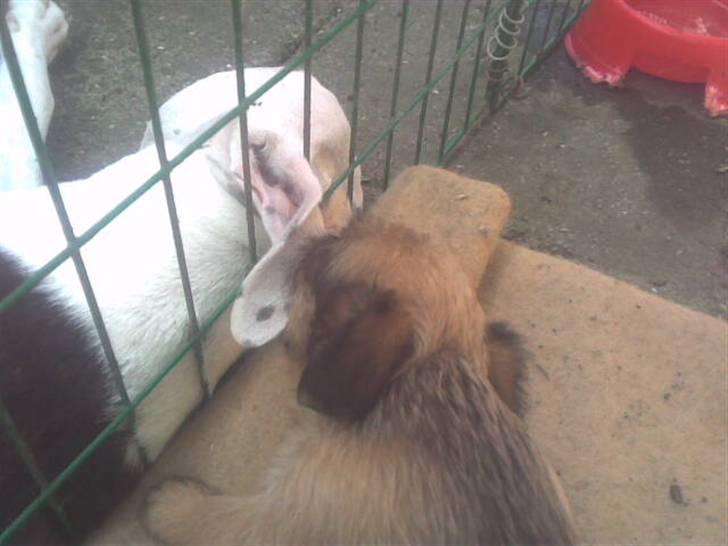 Griffon bruxellois rasmus billede 17